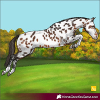 Horse Color:Bay Tobiano Appaloosa