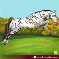 Horse Color:Bay Tobiano Near Leopard 