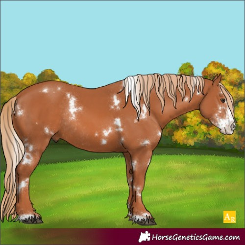 Horse Color:White Spotted Chestnut Sabino Rabicano 