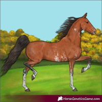 Horse Color:Bay Sabino Rabicano  and Bay Sabino Rabicano 