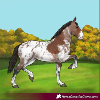 Horse Color:Brown Sabino Rabicano and Brown Sabino Appaloosa Rabicano