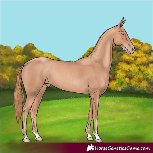 Horse Color:Unknown 