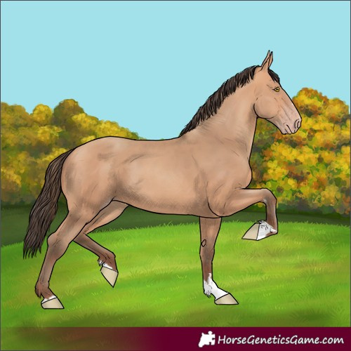 Horse Color:Amber Champagne 
