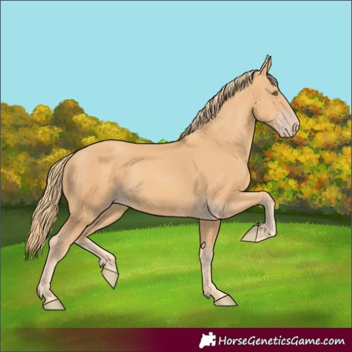 Horse Color:Gold Champagne