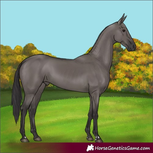 Horse Color:Smoky Grullo