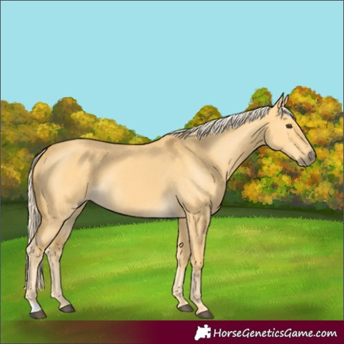 Horse Color:Palomino Dun 