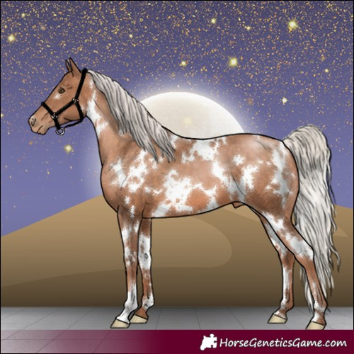 Horse Color:White Spotted Silver Brown Pearl 