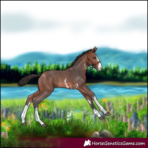 Horse Color:Bay Sabino Rabicano