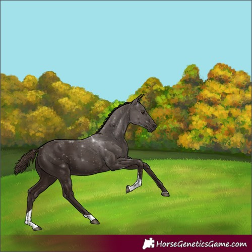 Horse Color:White Spotted Liver Chestnut Tobiano