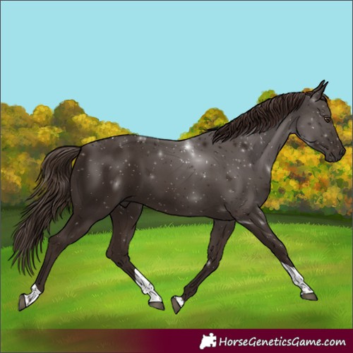 Horse Color:White Spotted Liver Chestnut Tobiano 