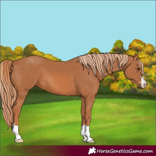 Horse Color:Chestnut 