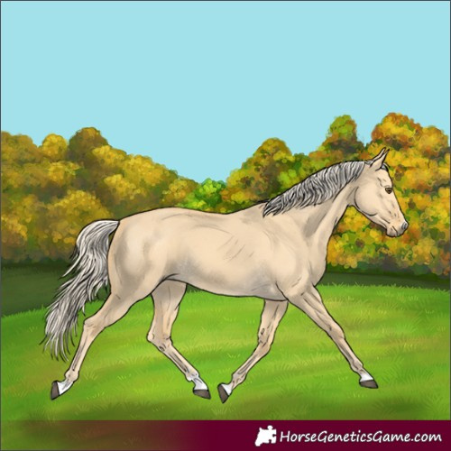 Horse Color:Palomino Dun 