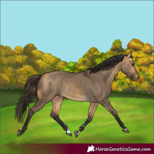 Horse Color:Buckskin Dun 