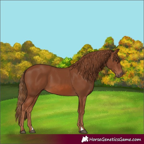 Horse Color:Chestnut 