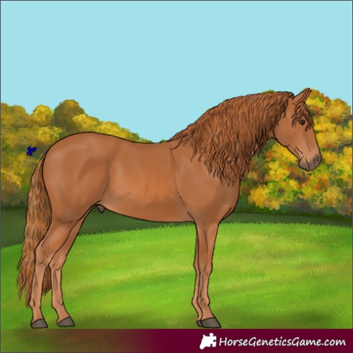 Horse Color:Chestnut 
