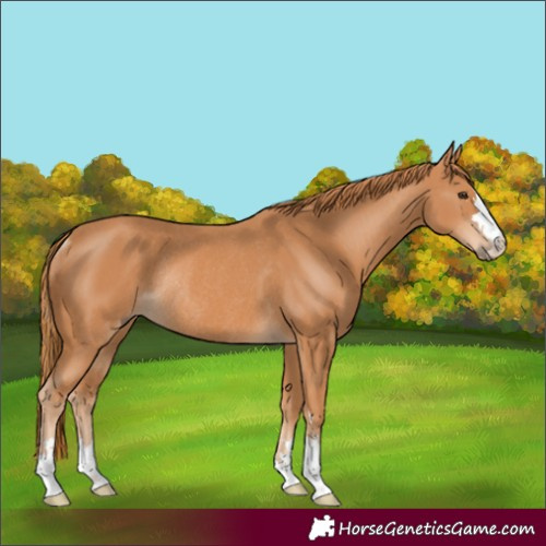 Horse Color:Unknown 