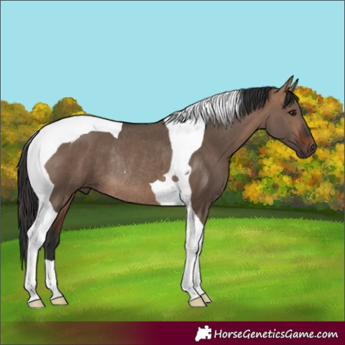 Horse Color:Bay Dun Tobiano Rabicano 