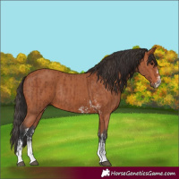Horse Color:Bay Sabino Rabicano  and Bay Sabino Rabicano 