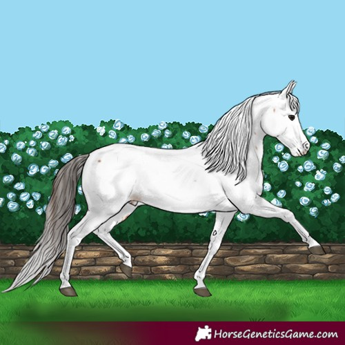 Horse Color:Bay Splash Fewspot