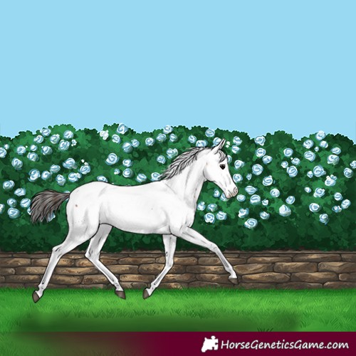 Horse Color:Bay Splash Appaloosa 