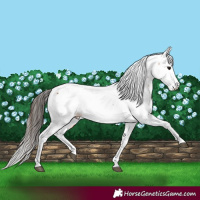 Horse Color:Bay Splash Fewspot