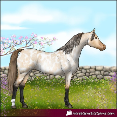 Horse Color:Gray Buckskin Roan Dun Blanket