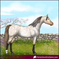 Horse Color:Gray Buckskin Roan Dun Blanket