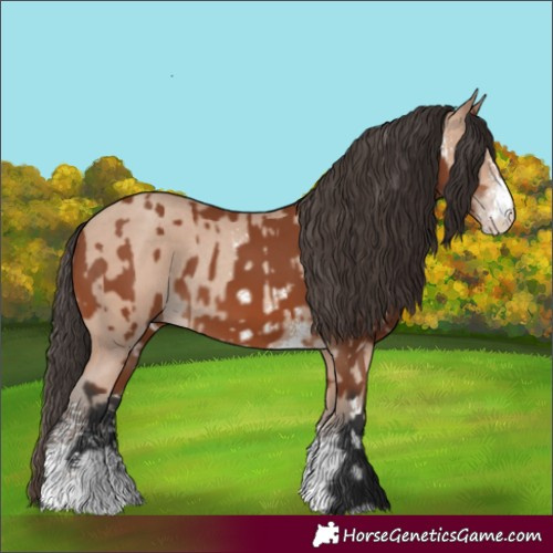 Horse Color:Bay Sabino Rabicano and Amber Champagne Sabino Rabicano