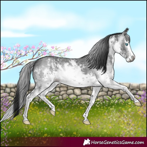 Horse Color:Gray White Spotted Brown Sabino Splash Rabicano