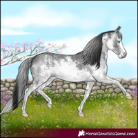 Horse Color:Gray White Spotted Brown Sabino Splash Rabicano 