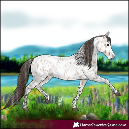 Horse Color:Bay Roan Leopard