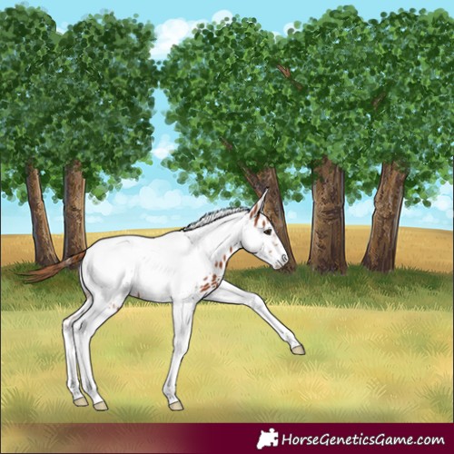 Horse Color:Chestnut Tobiano Frame Appaloosa 