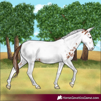 Horse Color:Chestnut Tobiano Frame Near Leopard