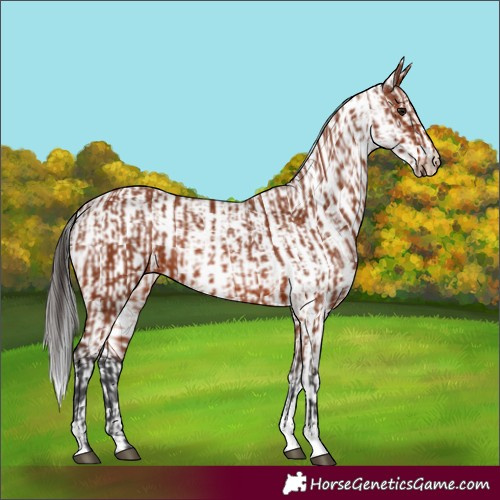 Horse Color:Bay Sabino Rabicano and White Spotted Bay Sabino Rabicano