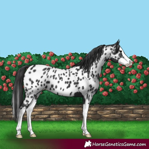 Horse Color:Black Splash Near Leopard