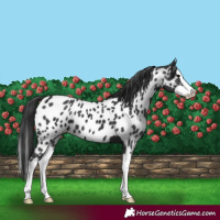 Horse Color:Black Splash Near Leopard