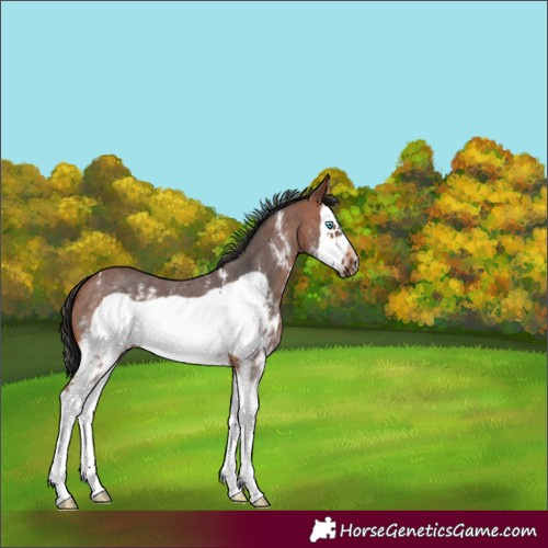 Horse Color:Bay Sabino Splash Frame