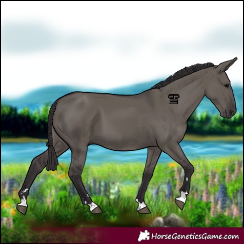 Horse Color:Smoky Grullo 