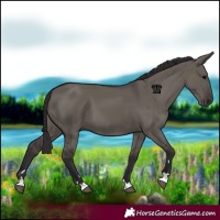 Horse Color:Smoky Grullo 