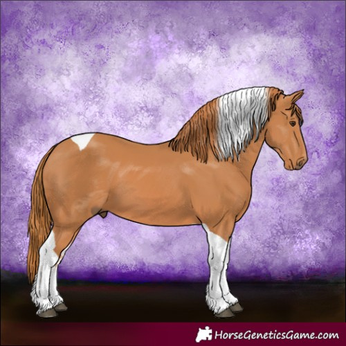 Horse Color:Chestnut Tobiano