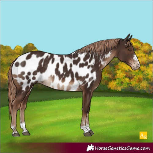Horse Color:Liver Chestnut Near Leopard Rabicano 