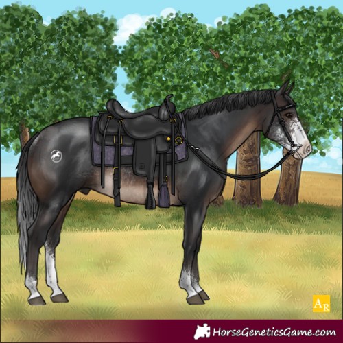 Horse Color:Brown Sabino Rabicano 