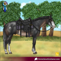 Horse Color:Brown Sabino Rabicano