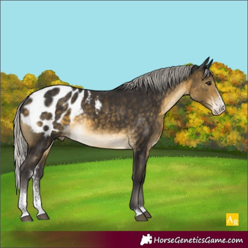 Horse Color:Silver Buckskin Sabino Appaloosa Rabicano 