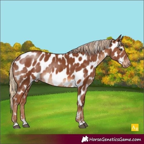 Horse Color:Chestnut Appaloosa Rabicano 