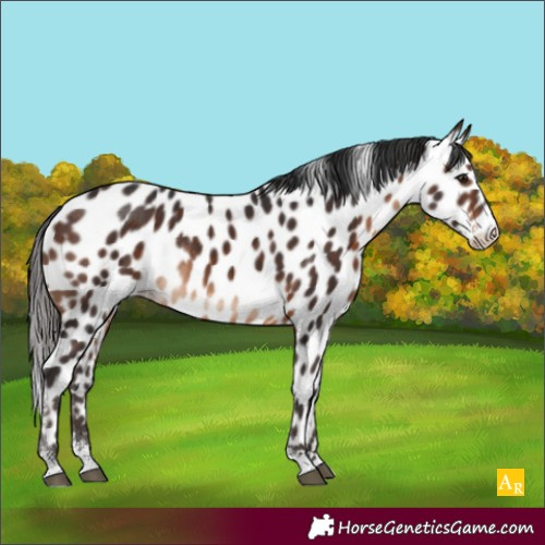 Horse Color:Brown Sabino Appaloosa Rabicano