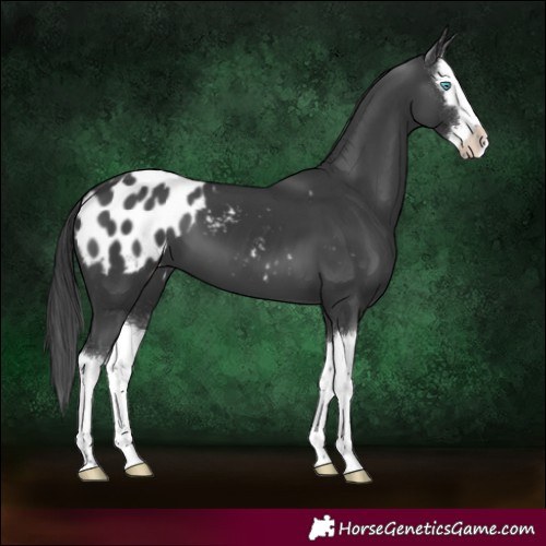 Horse Color:Black Splash Blanket