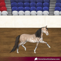 Horse Color:Bay Dun Sabino Rabicano