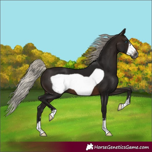 Horse Color:Gray Silver Brown Frame 
