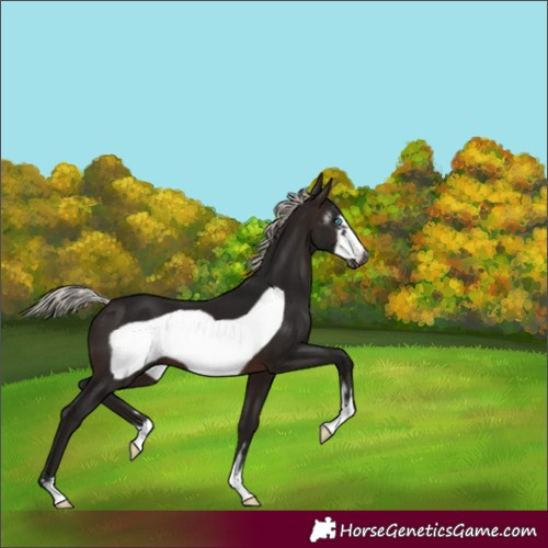 Horse Color:Gray Silver Brown Frame 